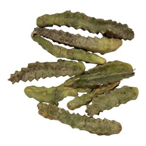Daghmous (euphorbia loubaina) - الدغموس